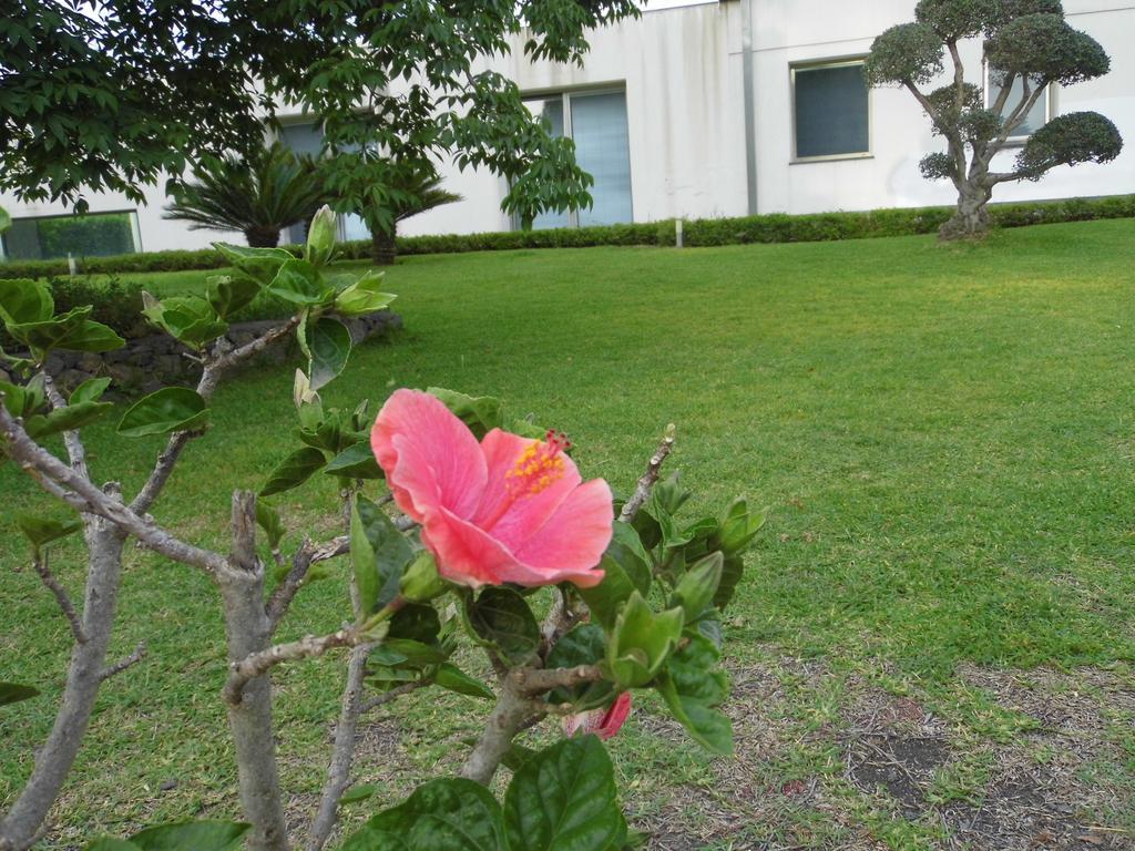 Fiore Dell'Etna Apartamento Santa Venerina Exterior foto